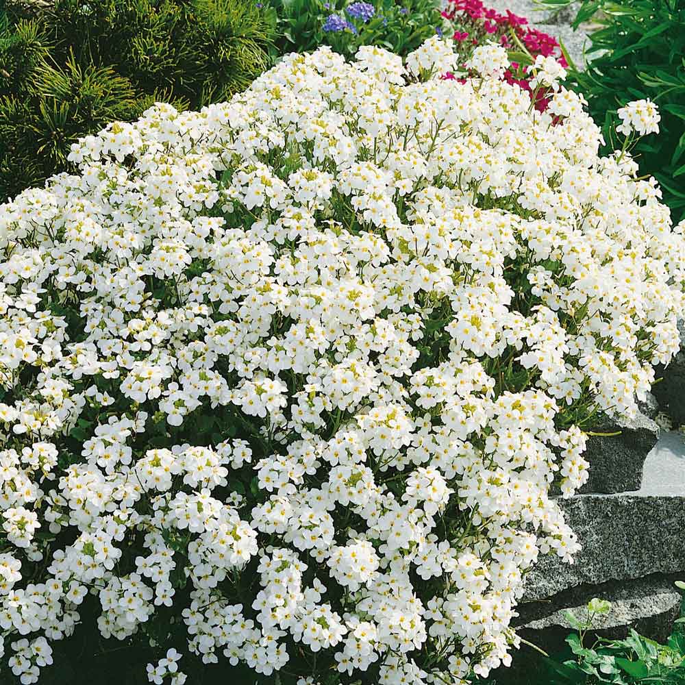Cluster of small, four-petaled white snow peak rock cress flowers with yellow centers and green leaves.