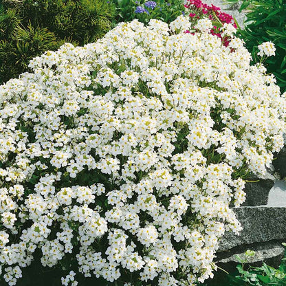 Cluster of small, four-petaled white snow peak rock cress flowers with yellow centers and green leaves.