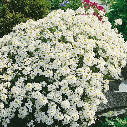 Cluster of small, four-petaled white snow peak rock cress flowers with yellow centers and green leaves.