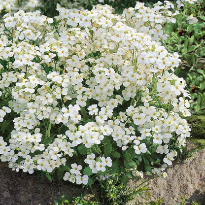 Cluster of small, four-petaled white snow peak rock cress flowers with yellow centers and green leaves.