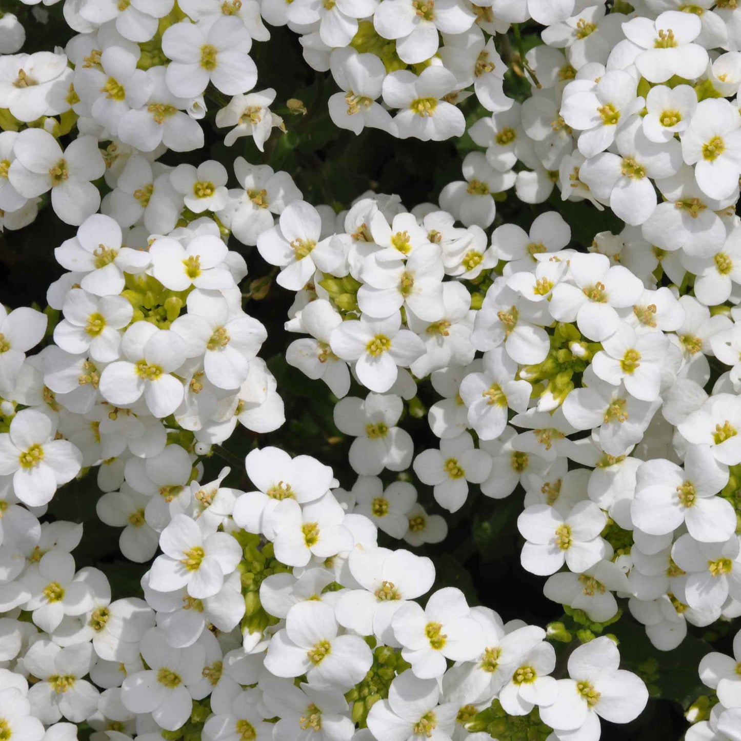 Close-up of small, four-petaled white snow peak rock cress flowers with yellow centers and green leaves.