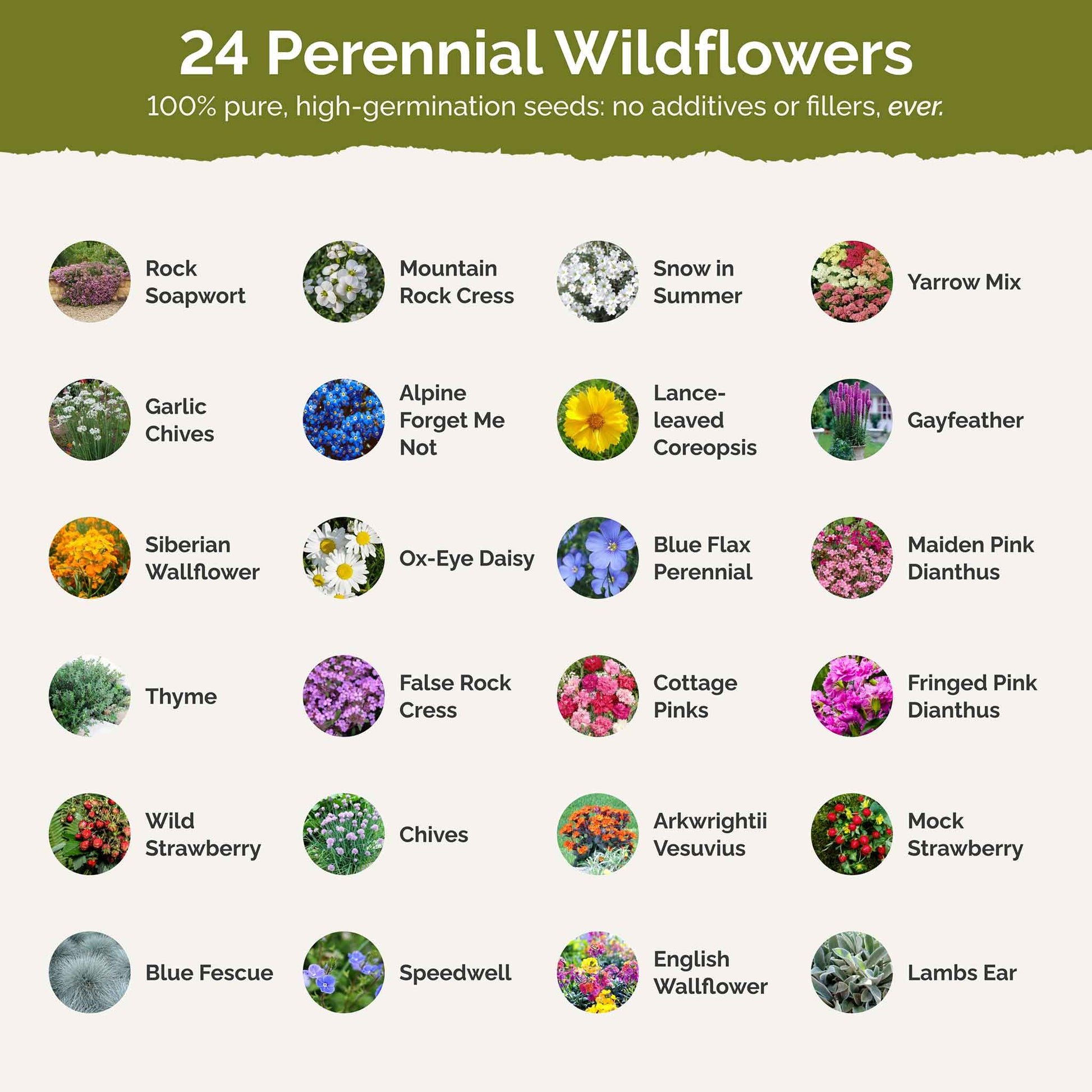 List of flower species and seeds included in the Wildflower Seed Mix.