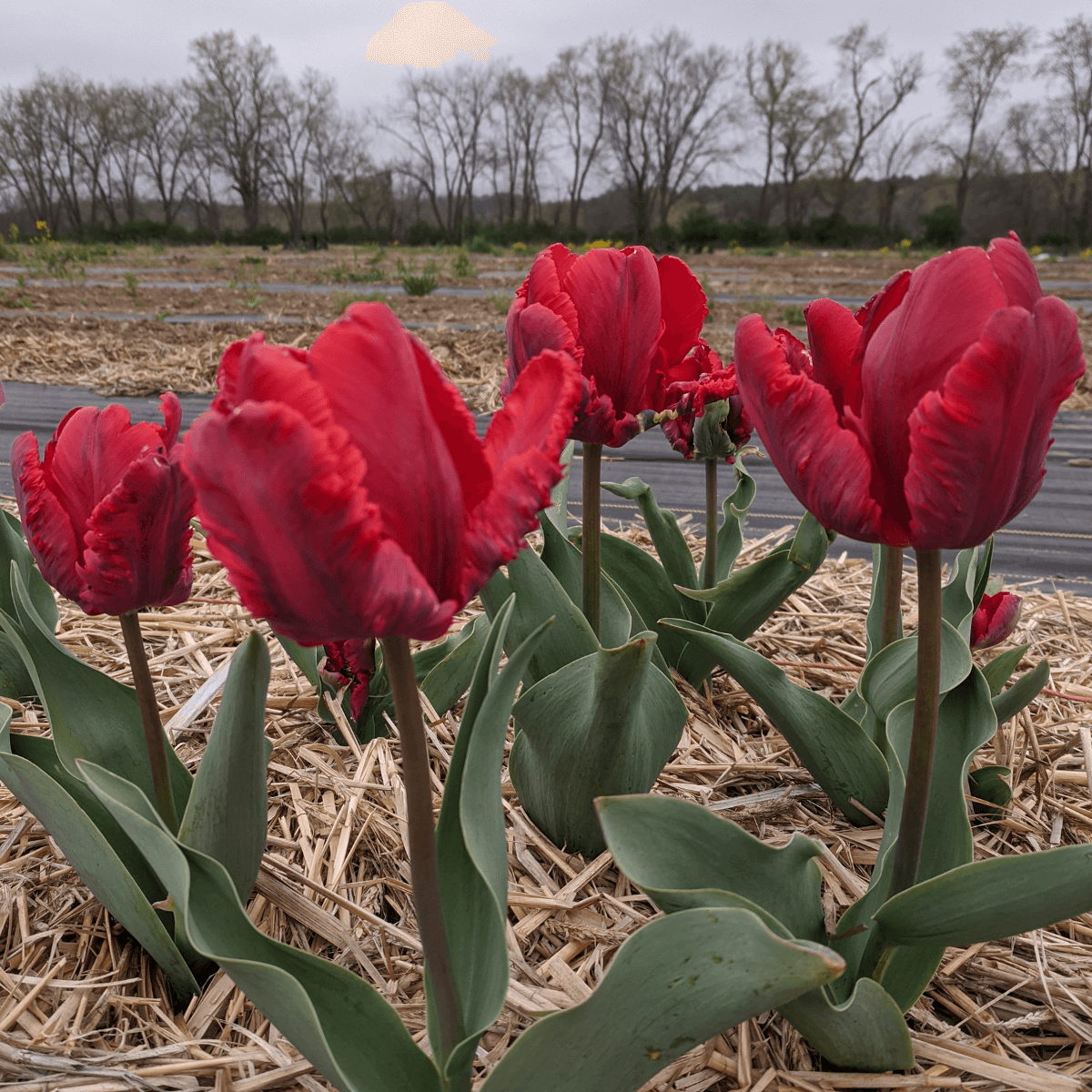 Tulip 'Rococo' Parrot