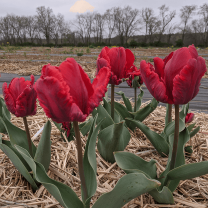 Tulip 'Rococo' Parrot