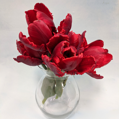 Tulip 'Rococo' Parrot