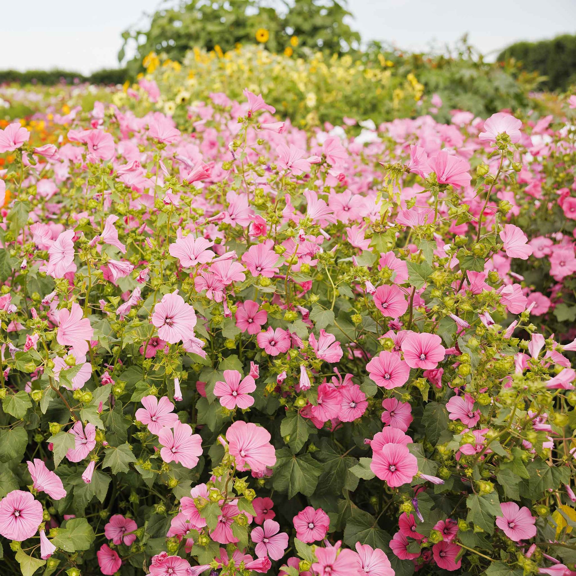 Pink Rose Mallow Loveliness flowers covering a wide open garden field