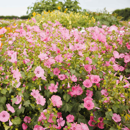 Pink Rose Mallow Loveliness flowers covering a wide open garden field
