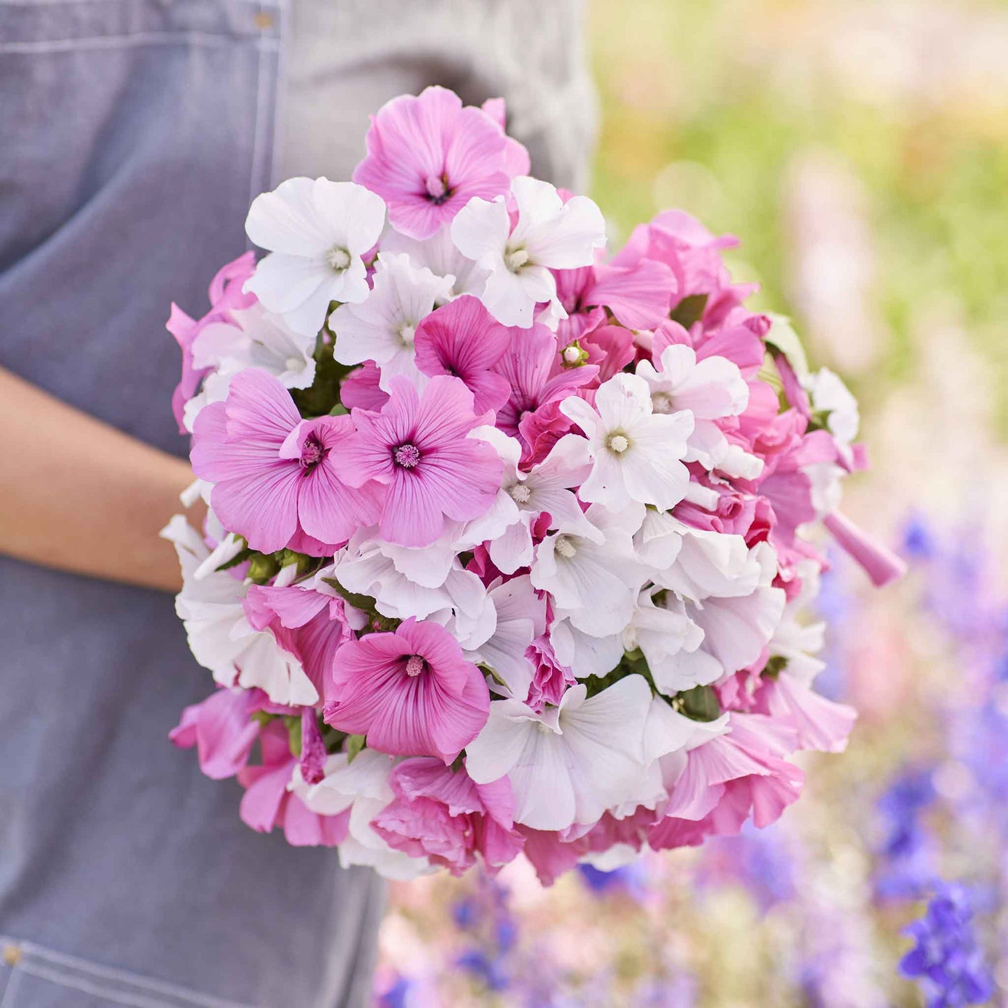 Pink Rose Mallow Mix blooms held in hand against a blurred outdoor background