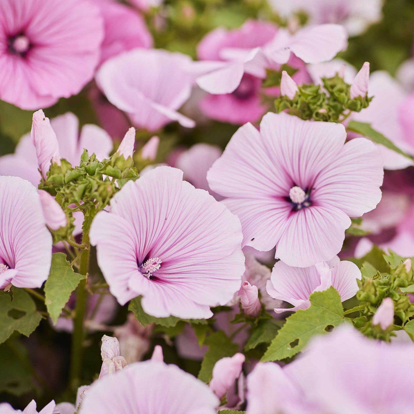 Pink Rose Mallow Pink Regis flowers with yellow centers on a soft green background