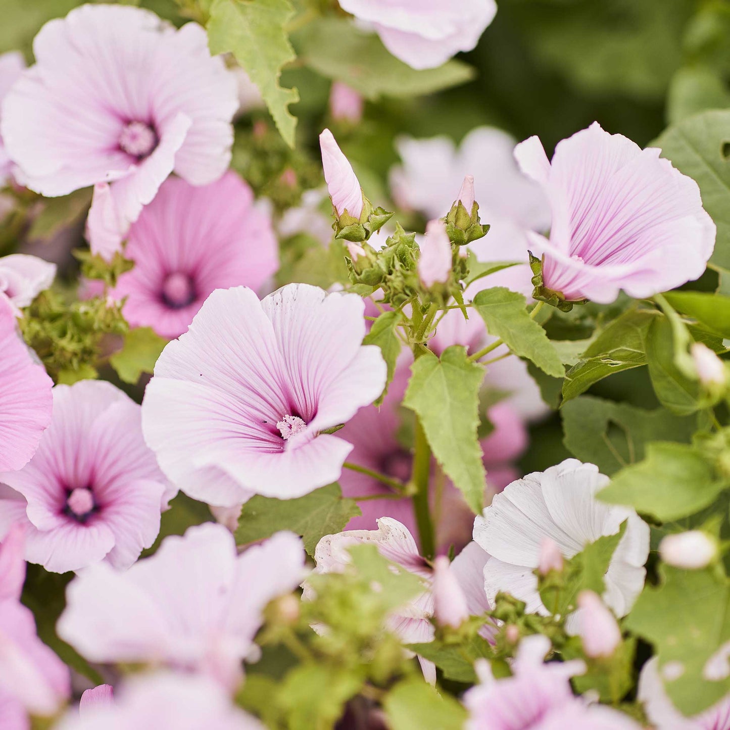 Light pink Rose Mallow Pink Regis flower with green leaves on a blurred background