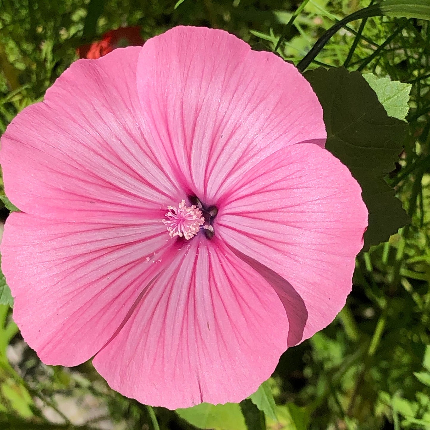 Single large pink Rose Mallow Tanagra bloom against a clean white background