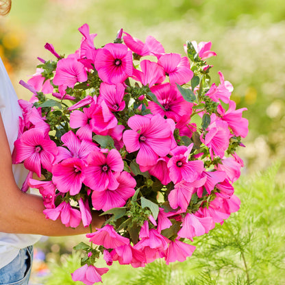 Pink Rose Mallow Tanagra flowers with green leaves on a blurred background