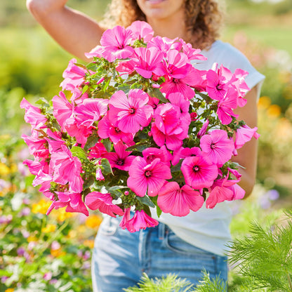 Vivid pink Rose Mallow Tanagra blooms held against a bright sunny garden background