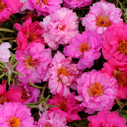 Moss rose happy hour pink mix pink and white blooms with yellow centers among green foliage.