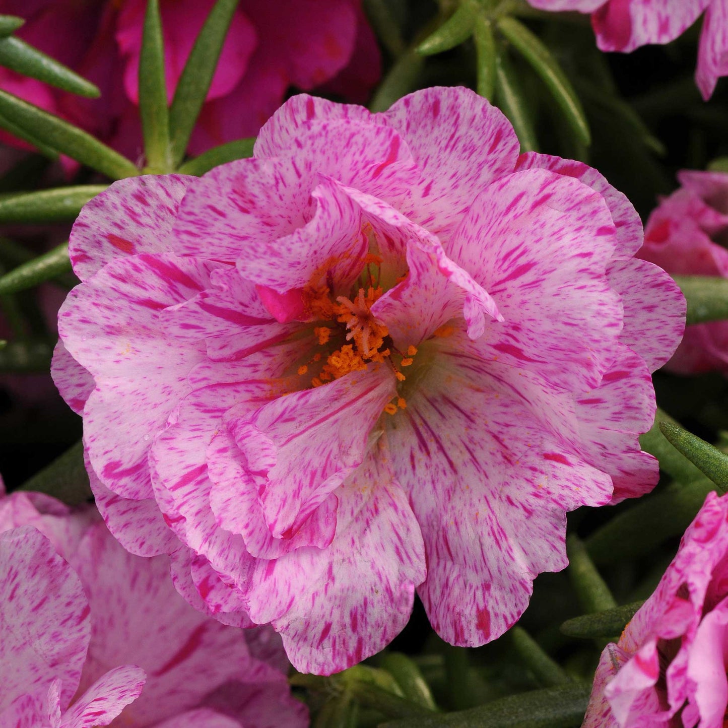 Moss rose happy hour pink mix vibrant pink multi-petalled bloom on a soft blurred backdrop.