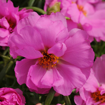 Moss rose happy hour pink mix bright pink blooms with yellow centers in various stages of bloom.