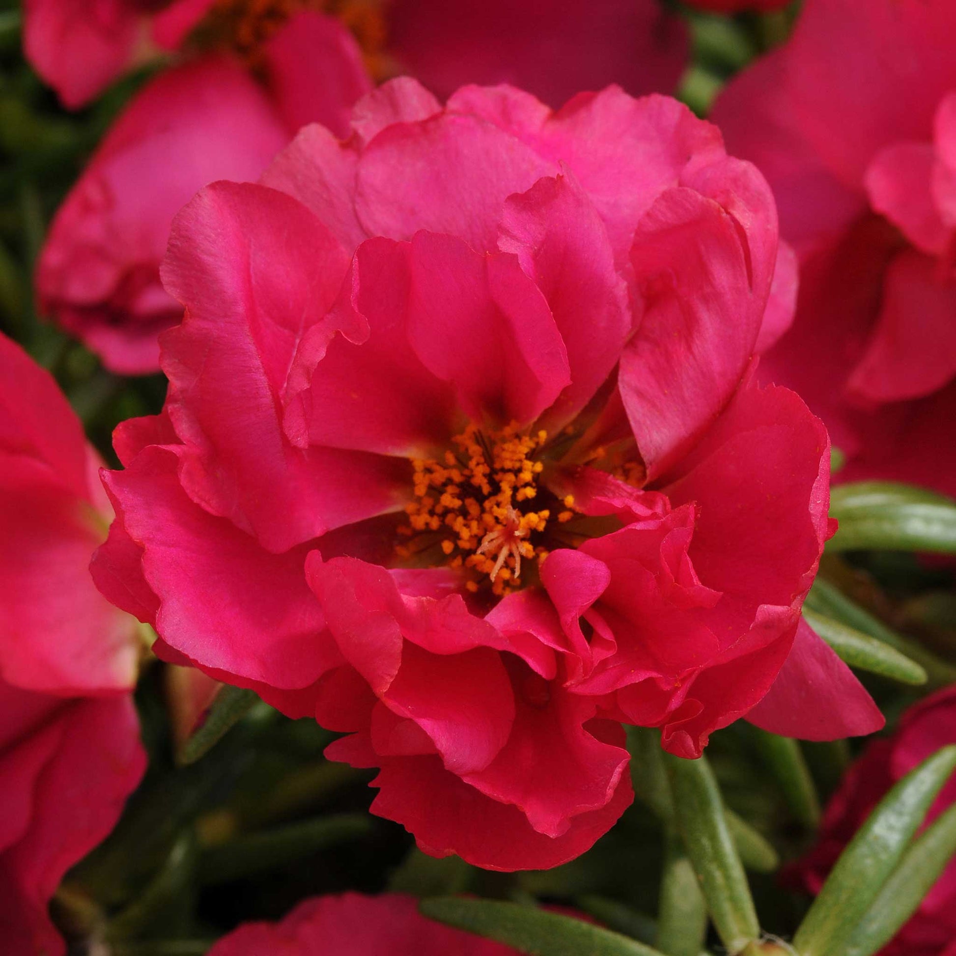 Moss rose happy hour pink mix deep pink blooms with yellow centers at various stages of opening.