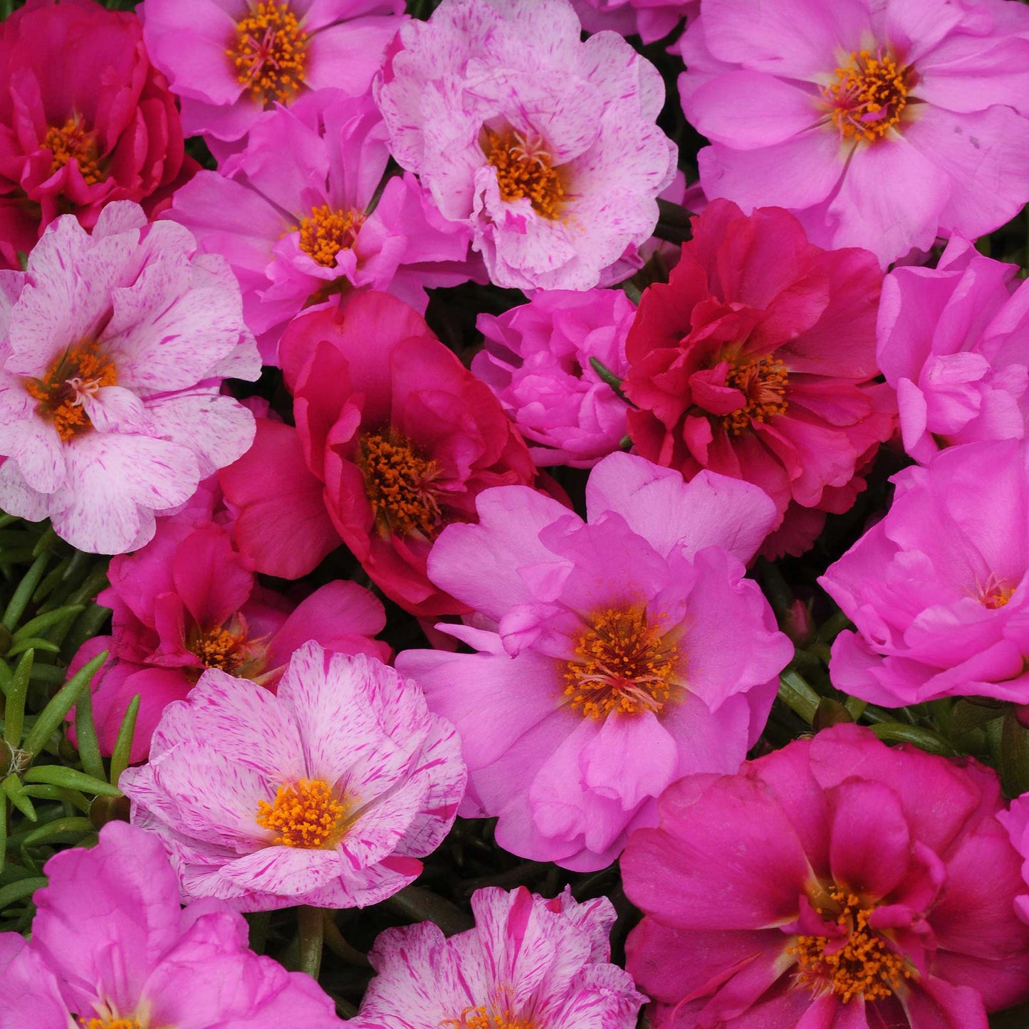 Moss rose happy hour pink mix soft pink blooms with yellow centers in a green garden setting.