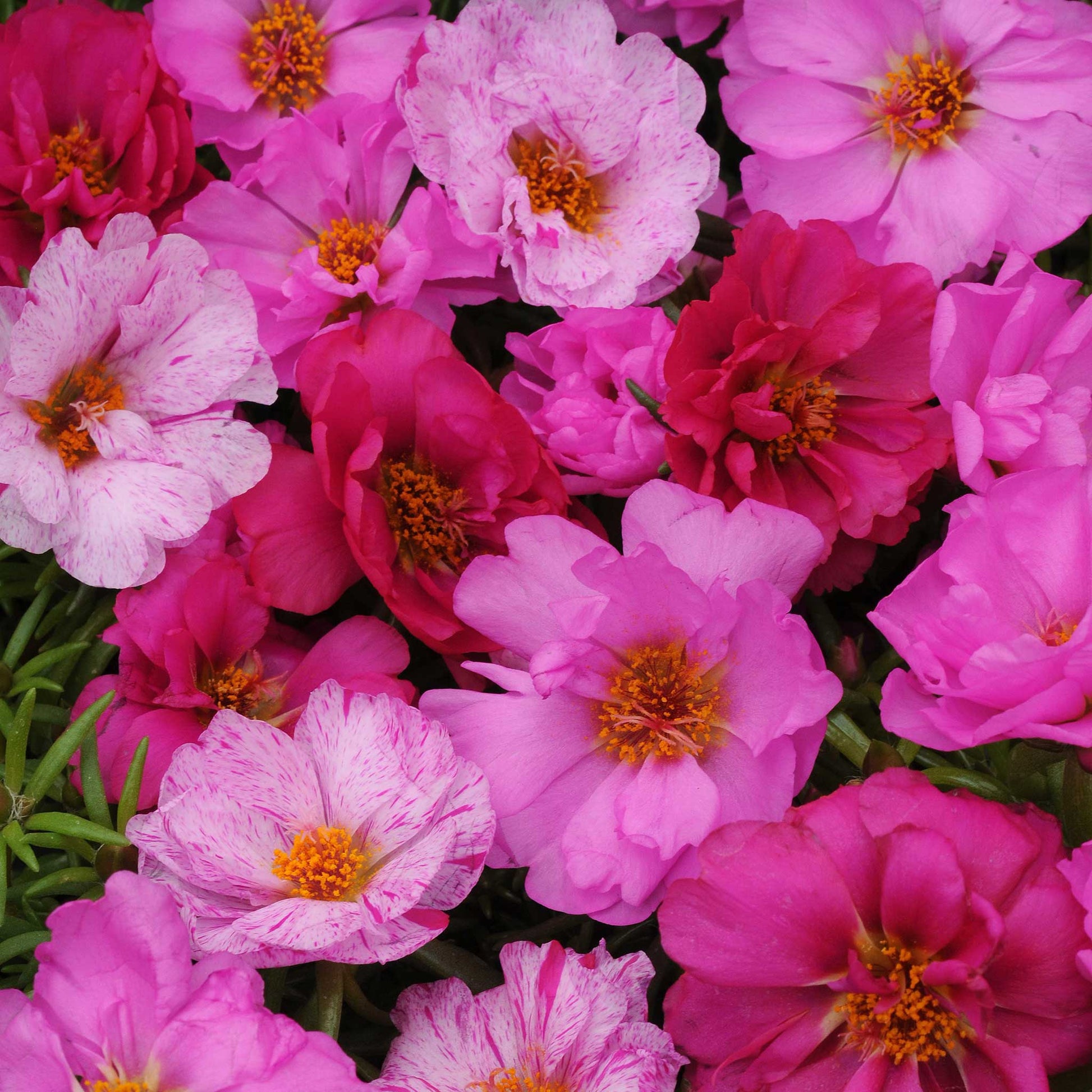 Moss rose happy hour pink mix soft pink blooms with yellow centers in a green garden setting.