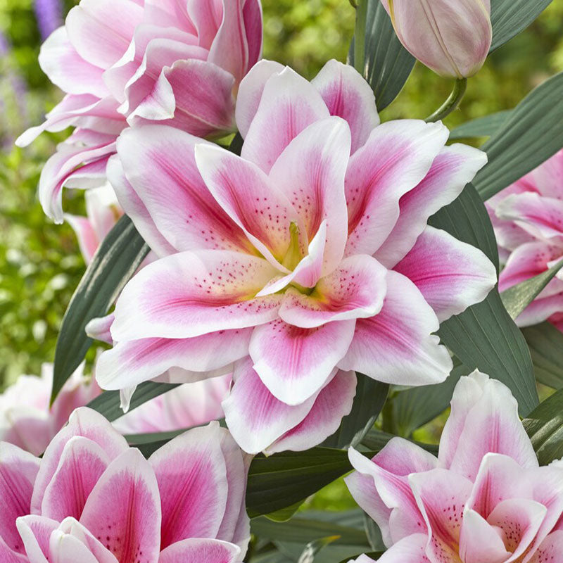 Pink roselily mikaela in full bloom with layered petals against a green garden background.