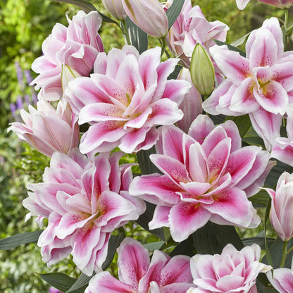 Vibrant pink double roselily mikaela with layered petals against a green garden background.