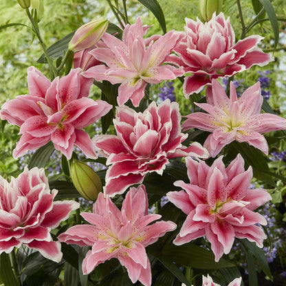  Pink roselily pink mix in full bloom viewed at eye level against a green background.
