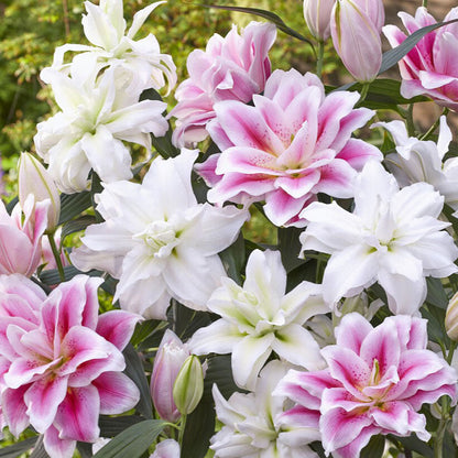Pink and white roselily pink and white mix blooms with layered petals, green background.