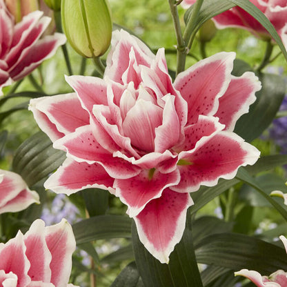 Bright pink roselily samantha with multiple layered petals against a green garden background.