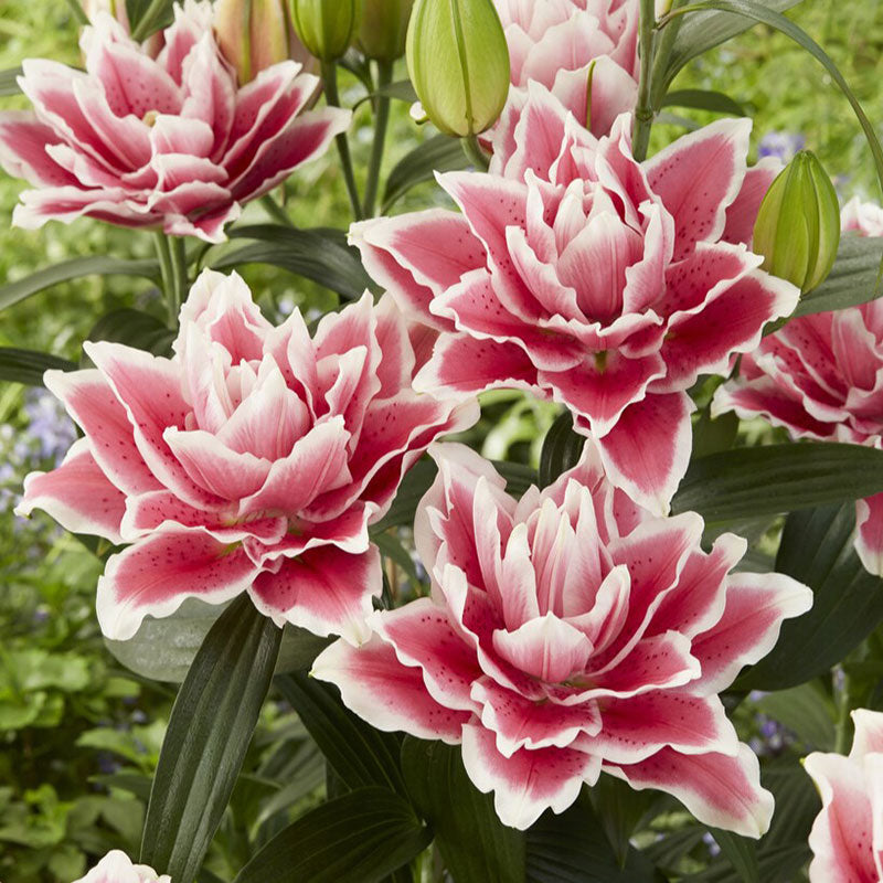 Pink and white roselily samantha blooms with layered petals against a blurred background.