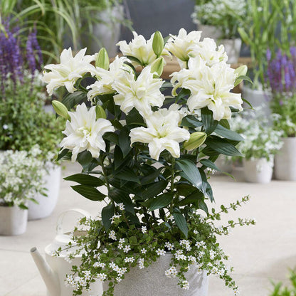 White roselily zeta with ruffled petals and a faint yellow center against a soft background.