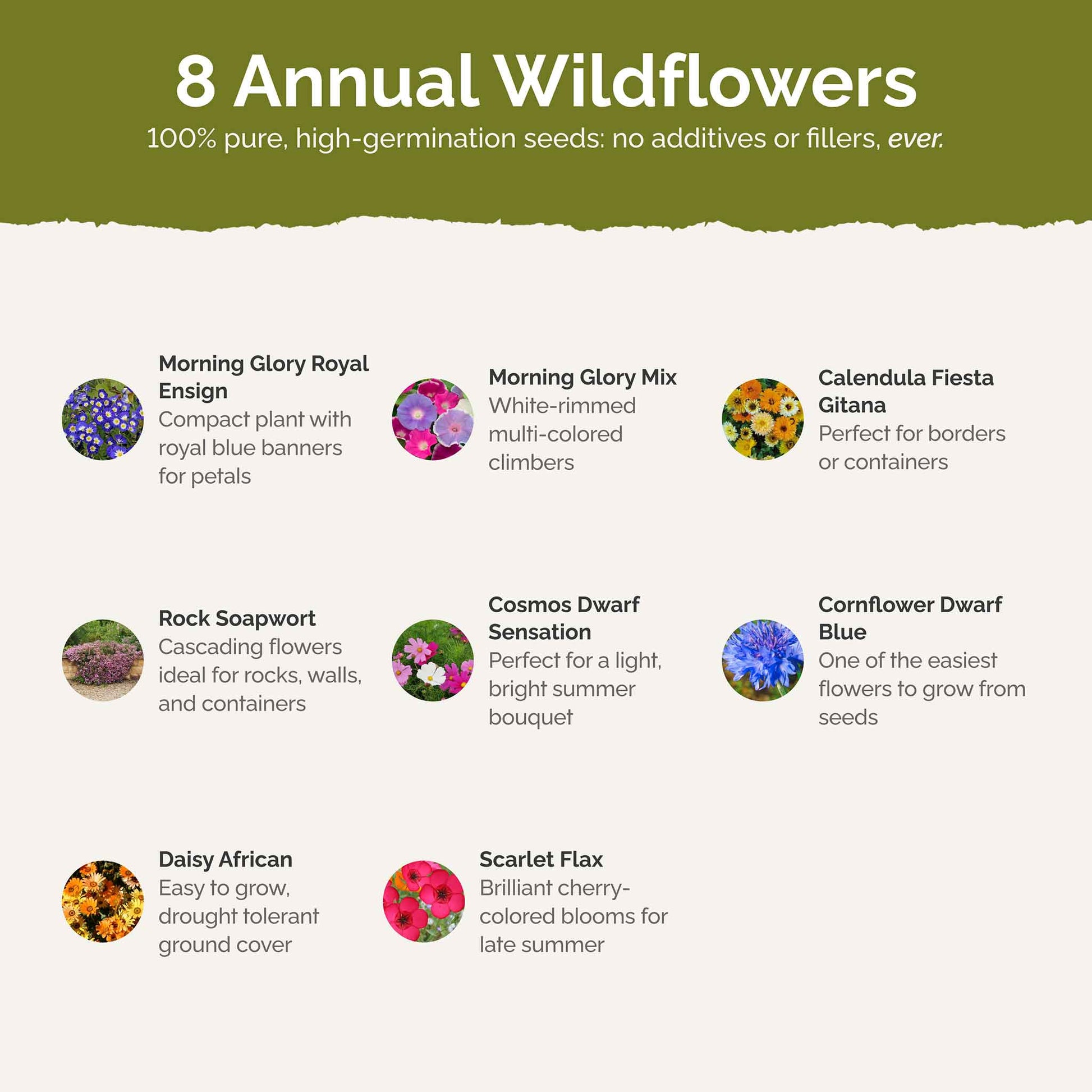 List of flower species and seeds included in the Wildflower Seed Mix.