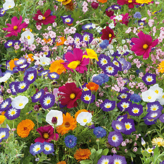 A view of the variety of colors in the Royal Meadow Flower Seed Mix
