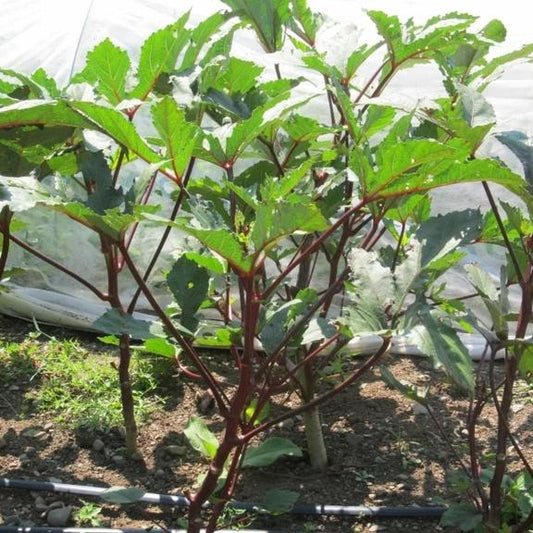 Burgundy Okra Seedlings – live vegetables seedling