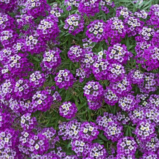 Royal Carpet Alyssum – flower seed variety