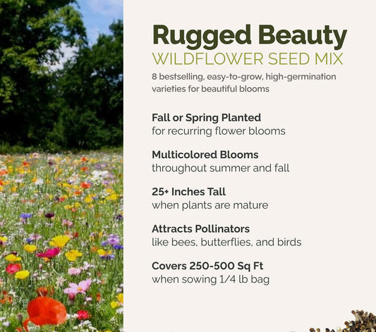 A visual overview of the wildflower seed mix, showcasing expected floral blooms.