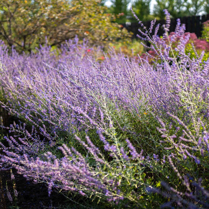 Russian sage blue spire with soft purple blooms in a mixed garden with green foliage.