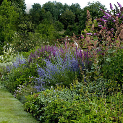 Russian sage blue spire with purple blooms and green leaves in a garden setting.