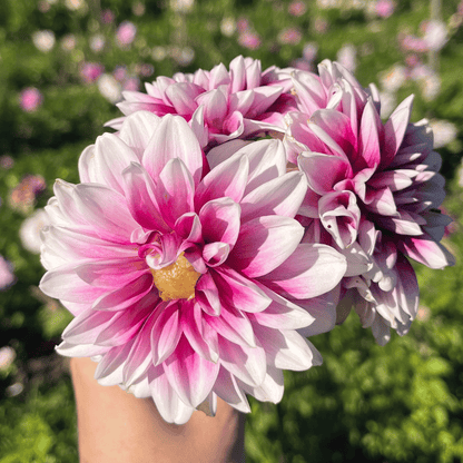 Ryan C Dahlia Tuber
