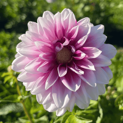 Ryan C Dahlia Tuber