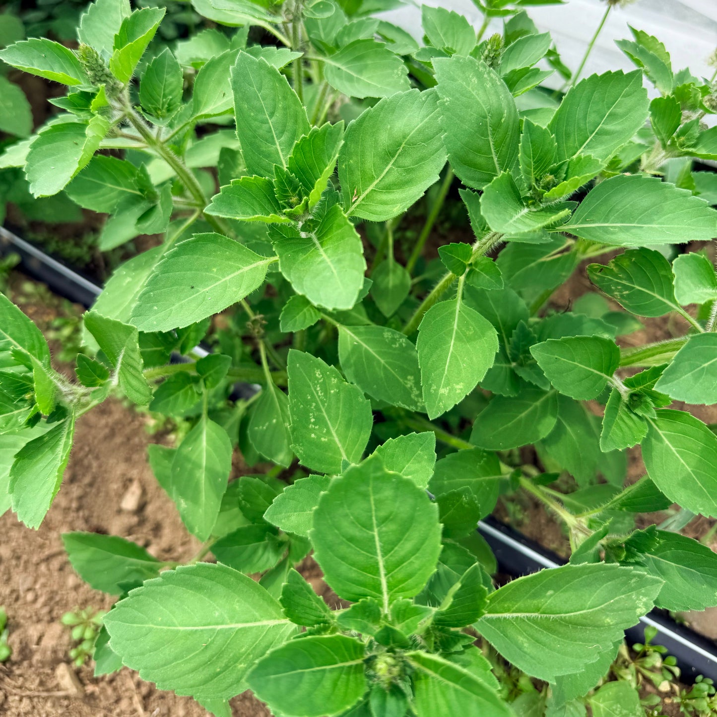 Sacred Basil