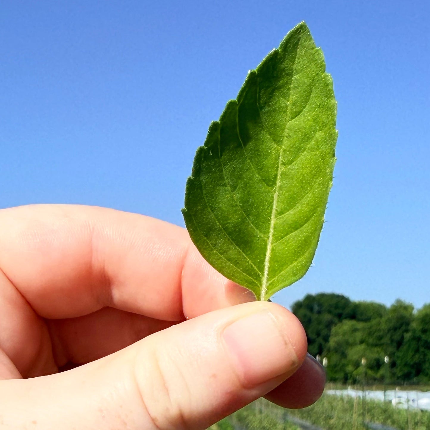 Sacred Basil