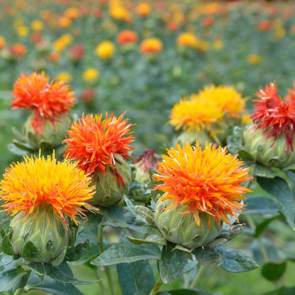 A close-up view of a green safflower plant with a red flower bud forming at its center.
