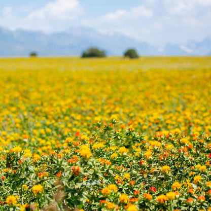 Close-up of safflower plant with a vibrant orange bloom and green leaves.