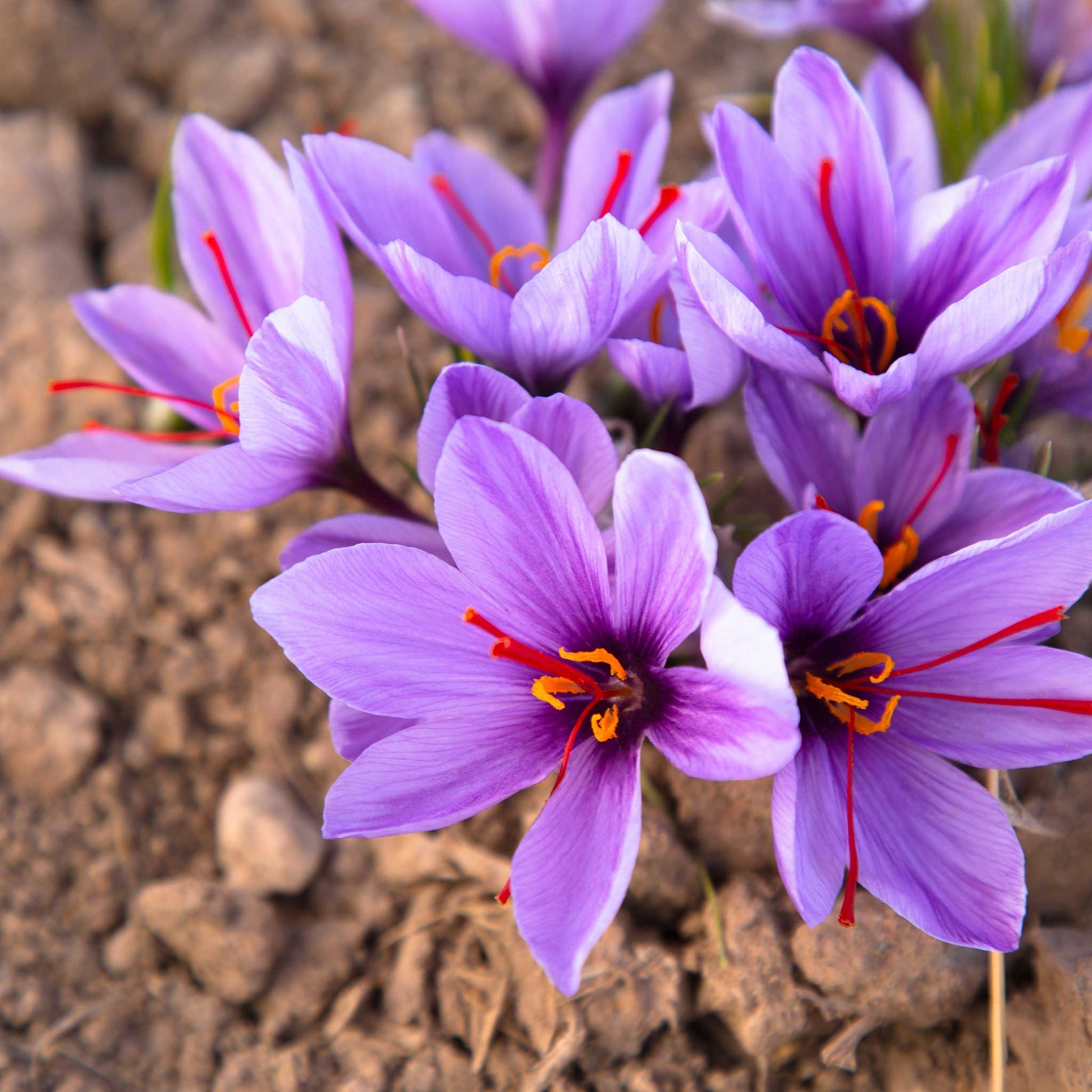 Close-up of vibrant purple saffron crocus flowers with delicate red stigmas, ready for harvest.