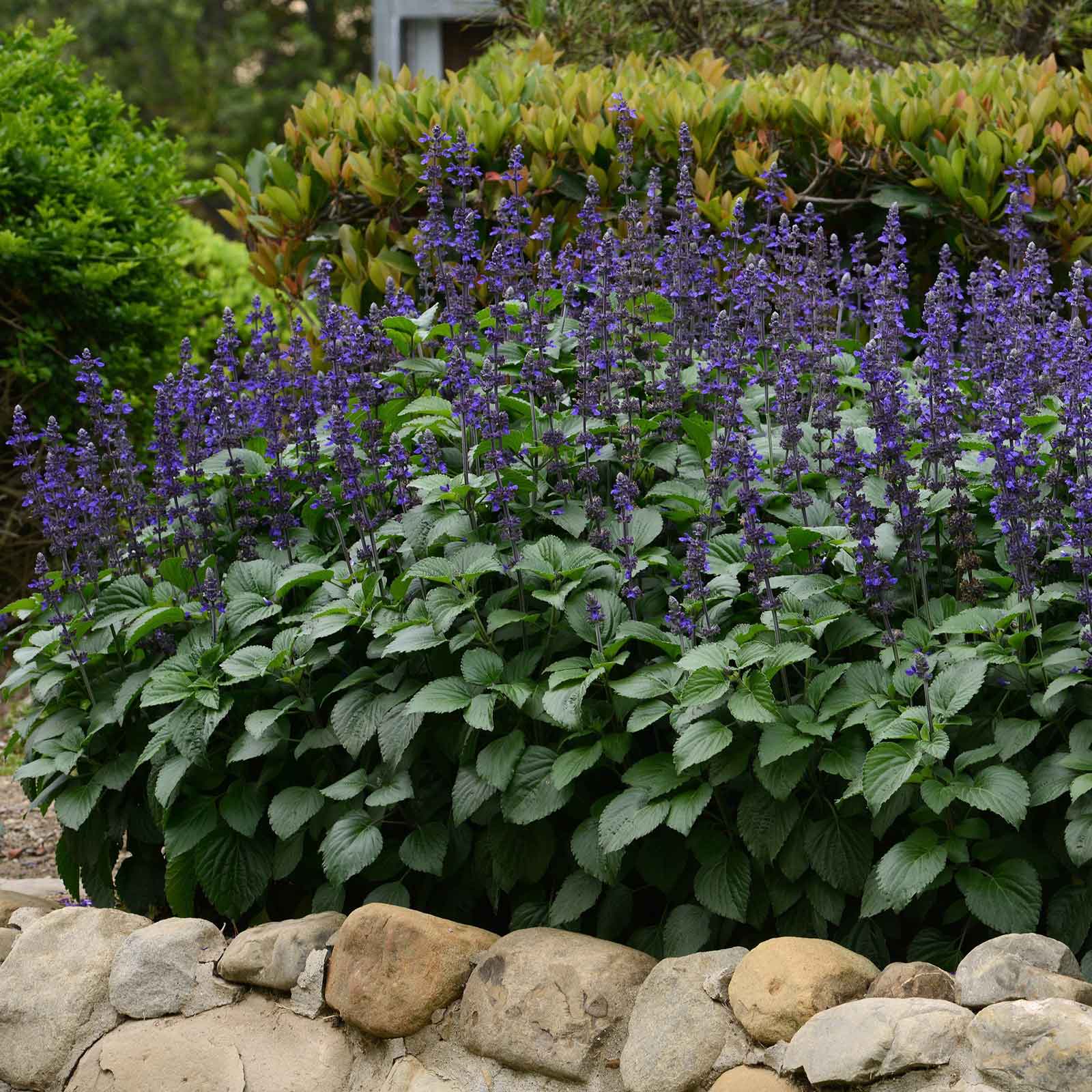 Sage Big Blue tall purple flower spikes with green leaves on a rocky background