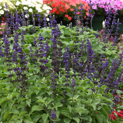 Sage Big Blue vibrant blue flowers with green foliage in the background