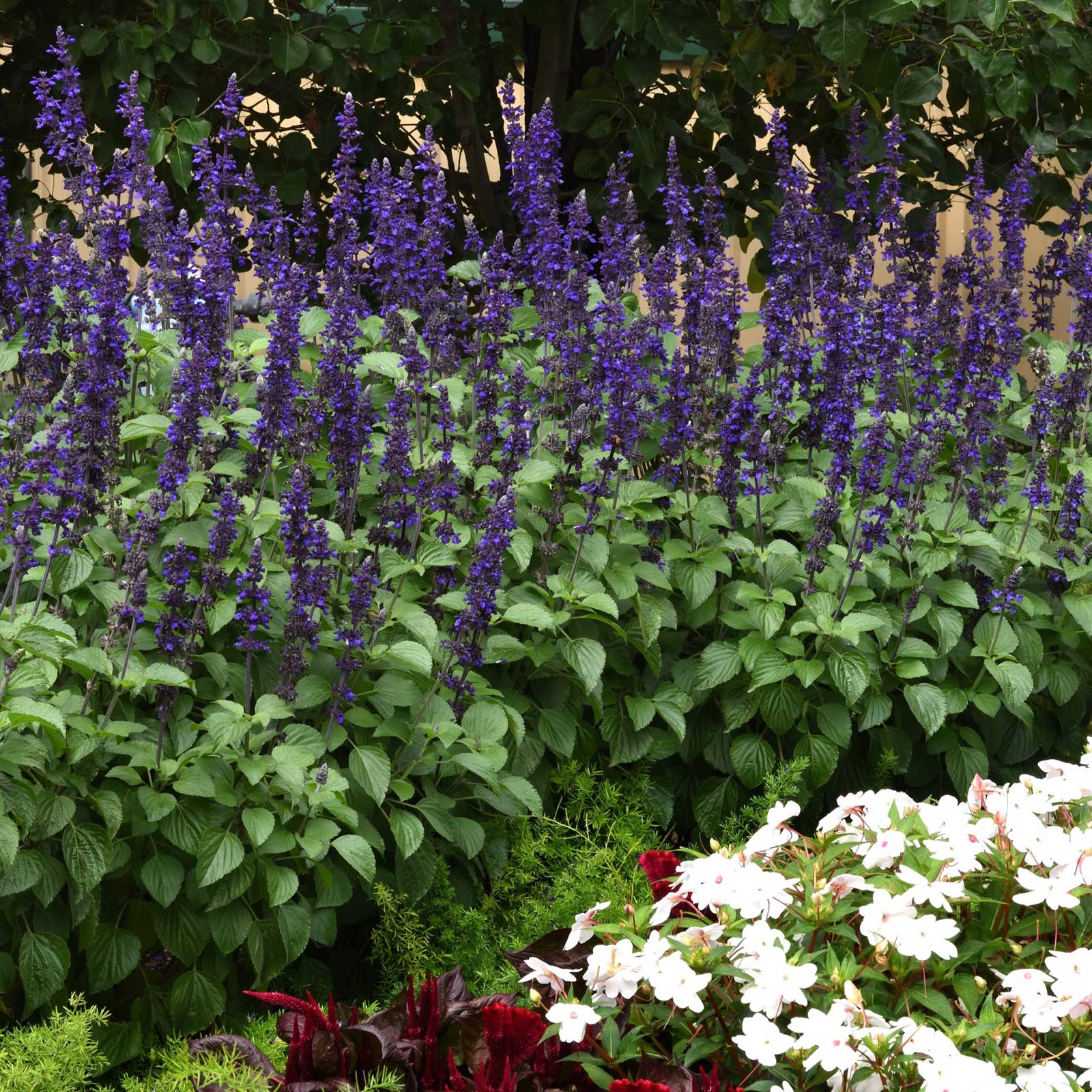 Sage Big Blue blue flowers with green and white flowering background