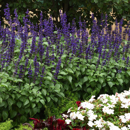 Sage Big Blue blue flowers with green and white flowering background
