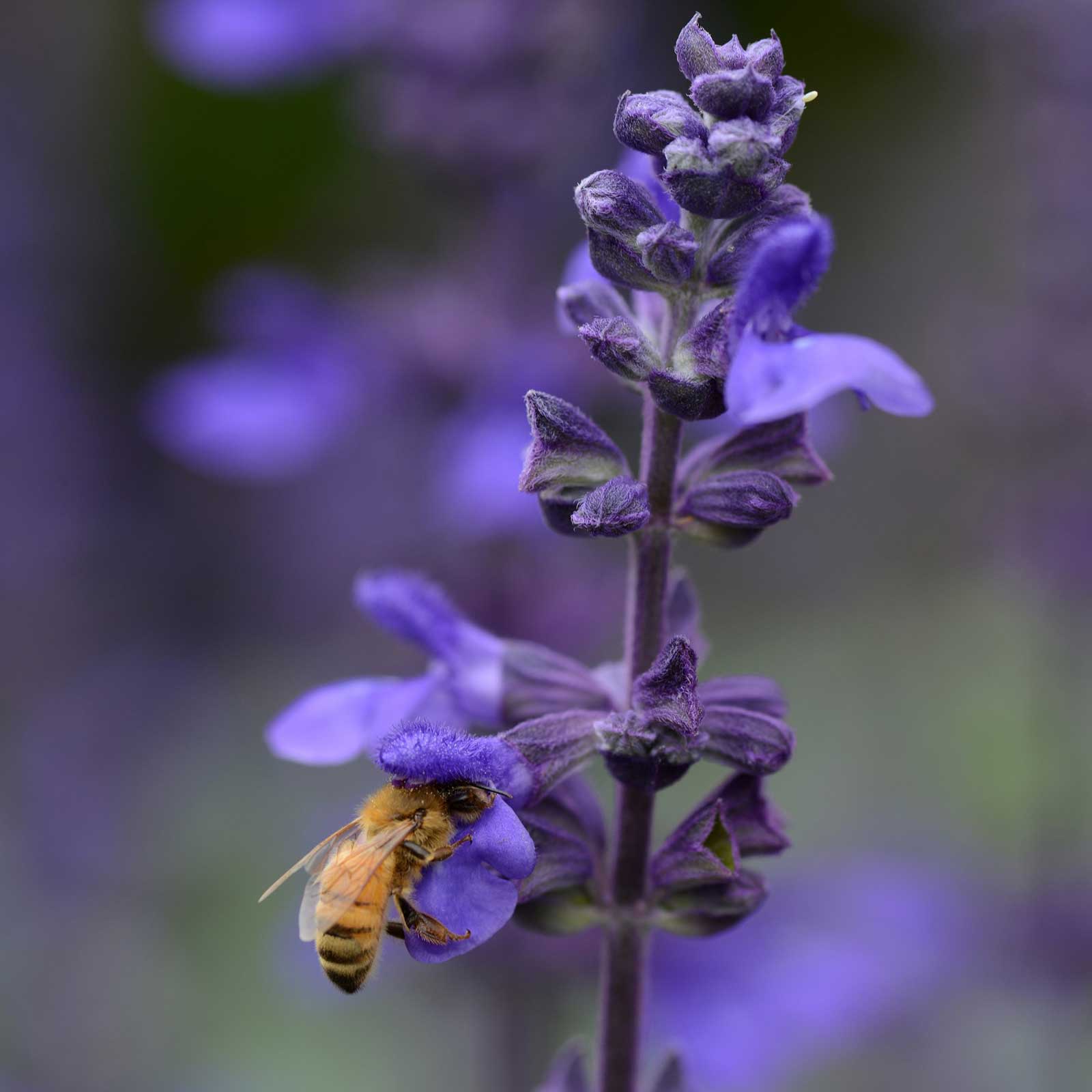 Sage Big Blue lavender flower cluster with a bee against a blurred background