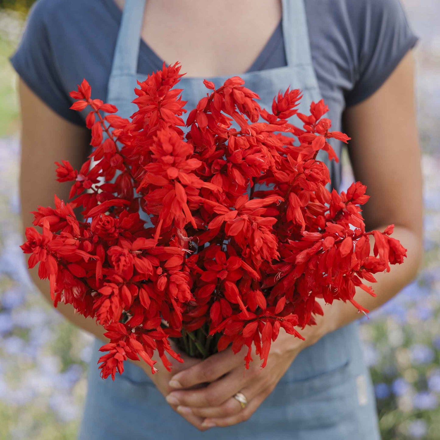 Sage Blaze of Fire red flower spikes held against a blurred outdoor background